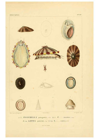 Reproducción/Reproduction 6303225672: Voyage dans l'Amérique Méridionale. v.9. Paris :Pitois-Levrault,1835-47