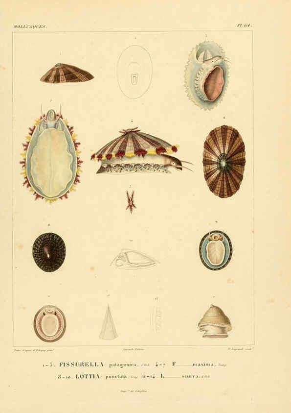 Reproducción/Reproduction 6303225672: Voyage dans l'Amérique Méridionale. v.9. Paris :Pitois-Levrault,1835-47
