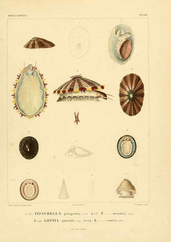 Reproducción/Reproduction 6303225672: Voyage dans l'Amérique Méridionale. v.9. Paris :Pitois-Levrault,1835-47