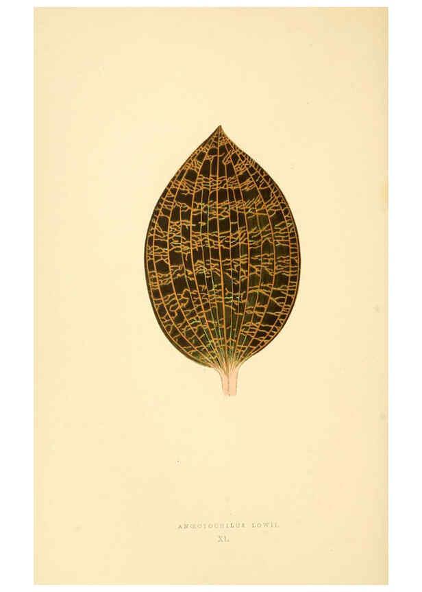 Reproducción/Reproduction 6306109840: Les plantes a feuillage coloré. v.1. Paris :Rothschild,1867-1870