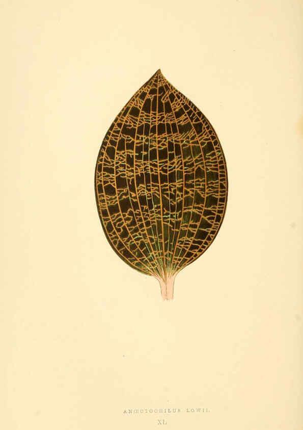 Reproducción/Reproduction 6306109840: Les plantes a feuillage coloré. v.1. Paris :Rothschild,1867-1870