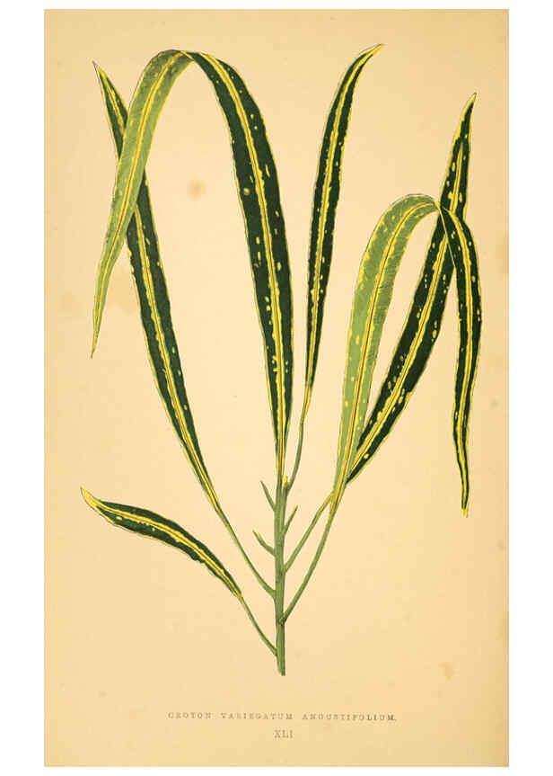 Reproducción/Reproduction 6305587357: Les plantes a feuillage coloré. v.1. Paris :Rothschild,1867-1870