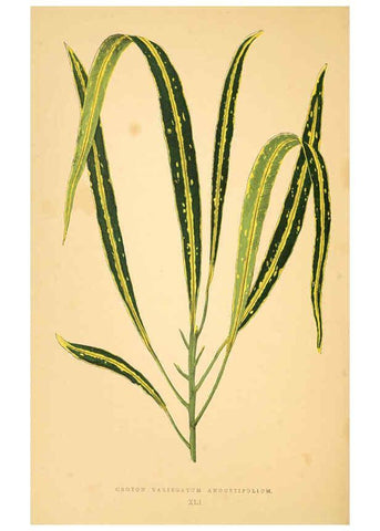 Reproducción/Reproduction 6305587357: Les plantes a feuillage coloré. v.1. Paris :Rothschild,1867-1870