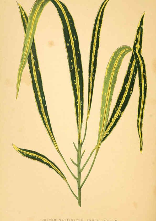 Reproducción/Reproduction 6305587357: Les plantes a feuillage coloré. v.1. Paris :Rothschild,1867-1870