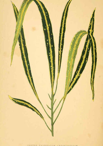 Reproducción/Reproduction 6305587357: Les plantes a feuillage coloré. v.1. Paris :Rothschild,1867-1870