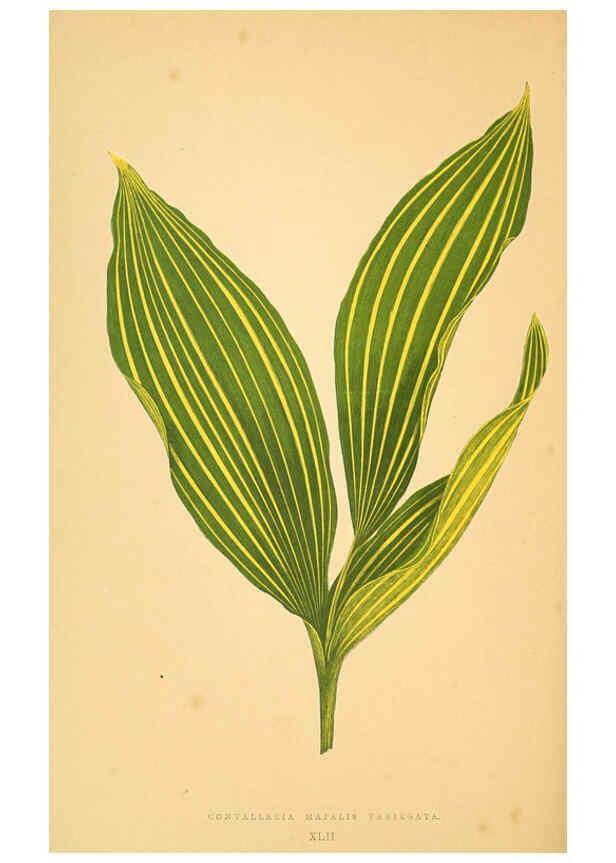Reproducción/Reproduction 6305587541: Les plantes a feuillage coloré. v.1. Paris :Rothschild,1867-1870