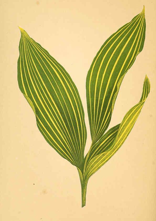 Reproducción/Reproduction 6305587541: Les plantes a feuillage coloré. v.1. Paris :Rothschild,1867-1870