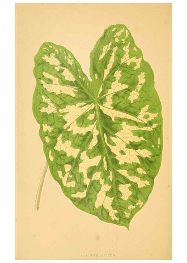 Reproducción/Reproduction 6306110340: Les plantes a feuillage coloré. v.1. Paris :Rothschild,1867-1870