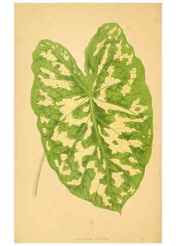 Reproducción/Reproduction 6306110340: Les plantes a feuillage coloré. v.1. Paris :Rothschild,1867-1870