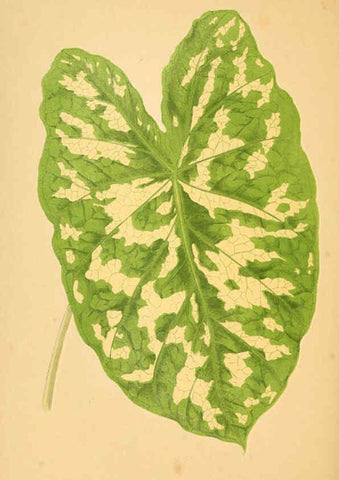 Reproducción/Reproduction 6306110340: Les plantes a feuillage coloré. v.1. Paris :Rothschild,1867-1870