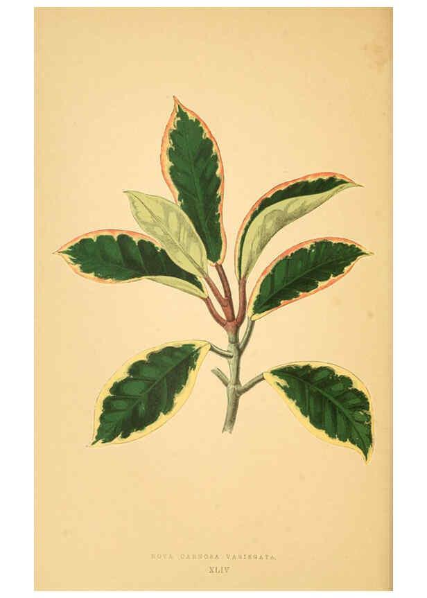 Reproducción/Reproduction 6305587863: Les plantes a feuillage coloré. v.1. Paris :Rothschild,1867-1870