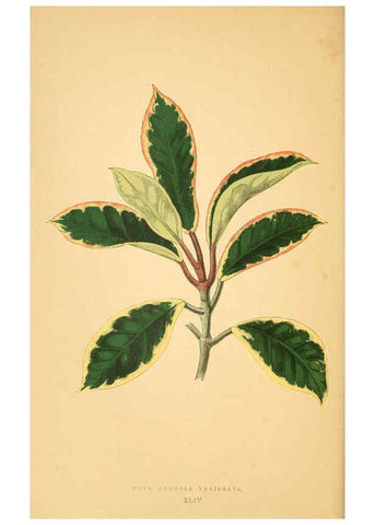Reproducción/Reproduction 6305587863: Les plantes a feuillage coloré. v.1. Paris :Rothschild,1867-1870