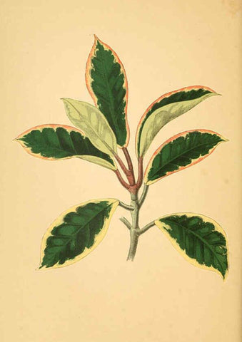 Reproducción/Reproduction 6305587863: Les plantes a feuillage coloré. v.1. Paris :Rothschild,1867-1870