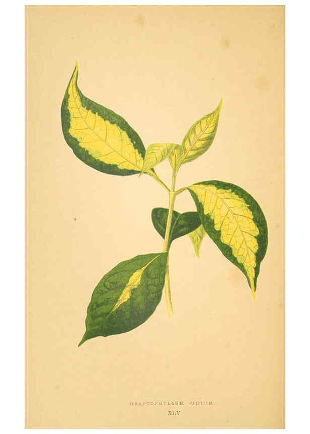 Reproducción/Reproduction 6306110694: Les plantes a feuillage coloré. v.1. Paris :Rothschild,1867-1870