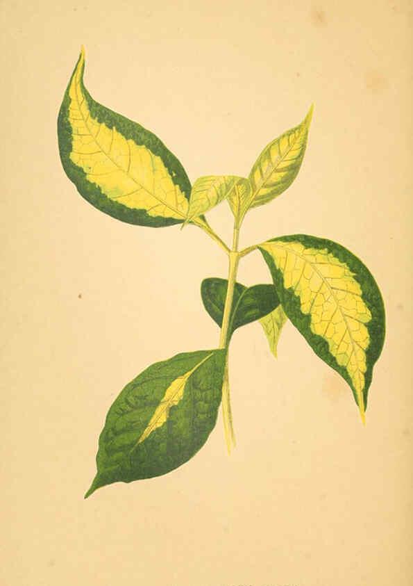 Reproducción/Reproduction 6306110694: Les plantes a feuillage coloré. v.1. Paris :Rothschild,1867-1870