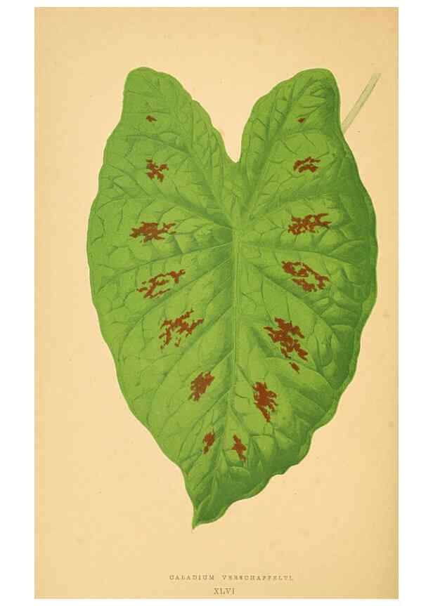 Reproducción/Reproduction 6305588597: Les plantes a feuillage coloré. v.1. Paris :Rothschild,1867-1870