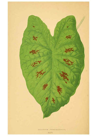 Reproducción/Reproduction 6305588597: Les plantes a feuillage coloré. v.1. Paris :Rothschild,1867-1870