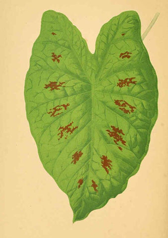 Reproducción/Reproduction 6305588597: Les plantes a feuillage coloré. v.1. Paris :Rothschild,1867-1870