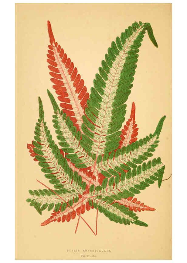 Reproducción/Reproduction 6305588889: Les plantes a feuillage coloré. v.1. Paris :Rothschild,1867-1870