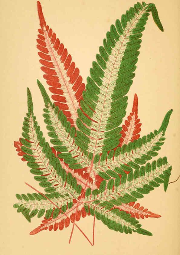 Reproducción/Reproduction 6305588889: Les plantes a feuillage coloré. v.1. Paris :Rothschild,1867-1870