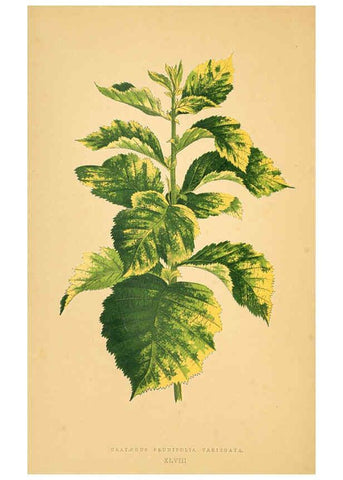 Reproducción/Reproduction 6306111700: Les plantes a feuillage coloré. v.1. Paris :Rothschild,1867-1870