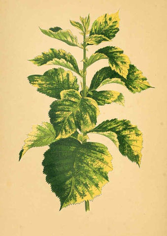Reproducción/Reproduction 6306111700: Les plantes a feuillage coloré. v.1. Paris :Rothschild,1867-1870