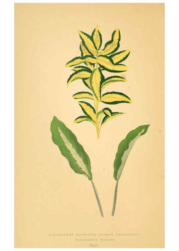 Reproducción/Reproduction 6305589289: Les plantes a feuillage coloré. v.1. Paris :Rothschild,1867-1870