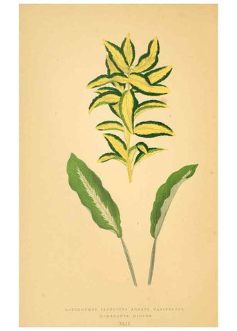 Reproducción/Reproduction 6305589289: Les plantes a feuillage coloré. v.1. Paris :Rothschild,1867-1870