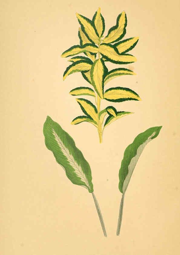 Reproducción/Reproduction 6305589289: Les plantes a feuillage coloré. v.1. Paris :Rothschild,1867-1870