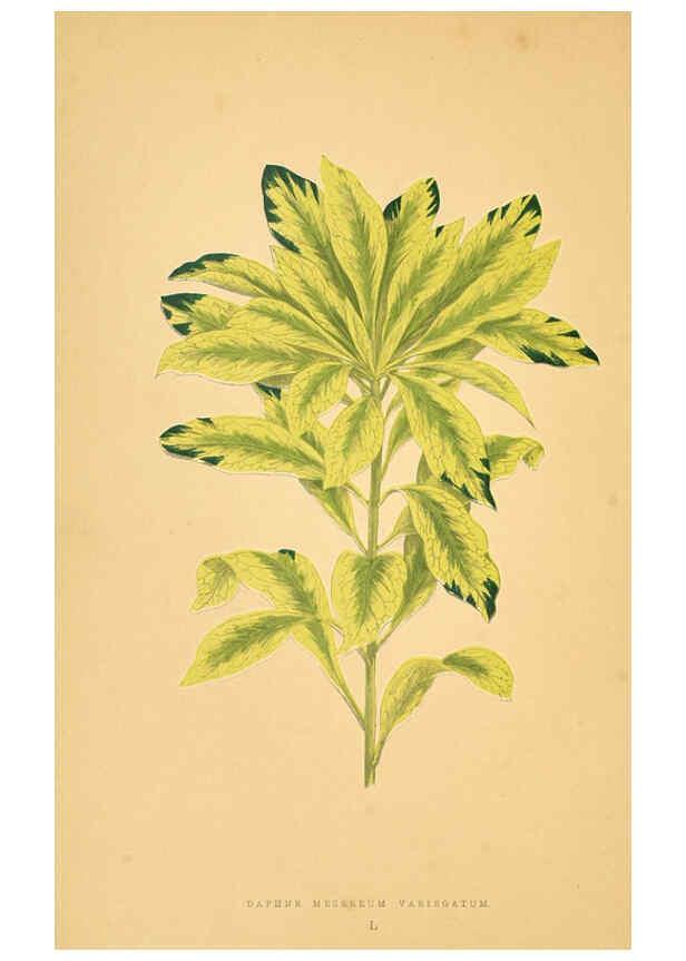 Reproducción/Reproduction 6305589477: Les plantes a feuillage coloré. v.1. Paris :Rothschild,1867-1870
