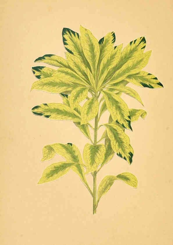 Reproducción/Reproduction 6305589477: Les plantes a feuillage coloré. v.1. Paris :Rothschild,1867-1870