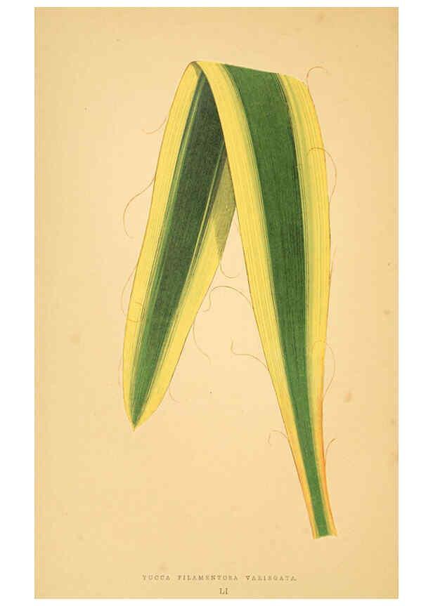 Reproducción/Reproduction 6306112180: Les plantes a feuillage coloré. v.1. Paris :Rothschild,1867-1870