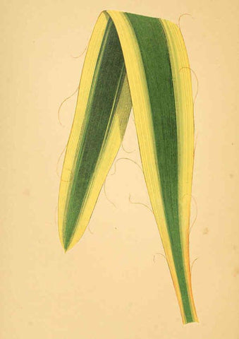 Reproducción/Reproduction 6306112180: Les plantes a feuillage coloré. v.1. Paris :Rothschild,1867-1870