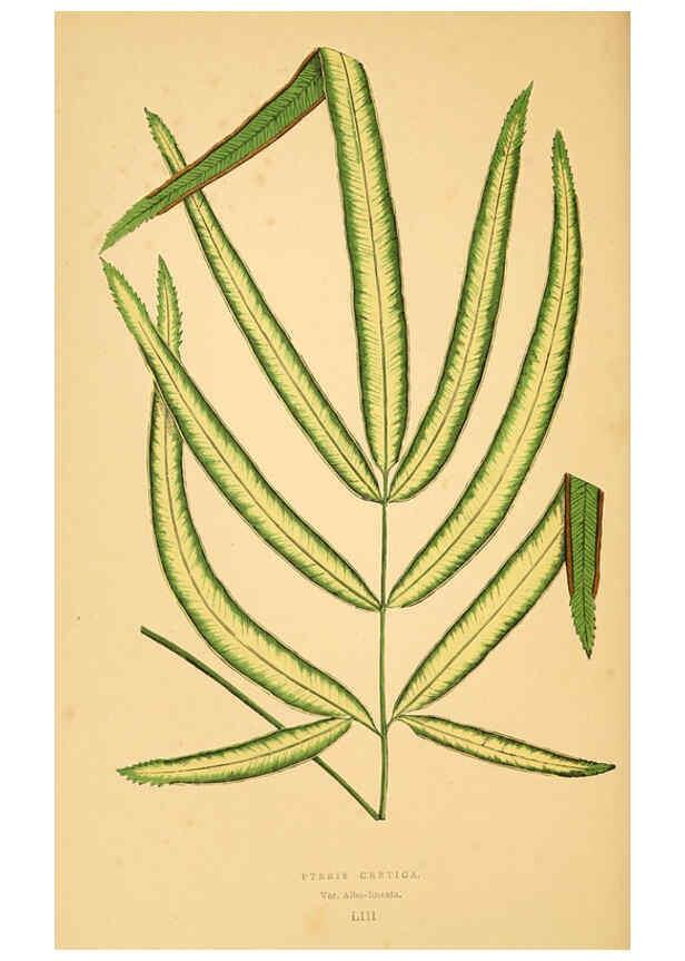 Reproducción/Reproduction 6306112522: Les plantes a feuillage coloré. v.1. Paris :Rothschild,1867-1870