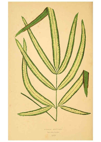 Reproducción/Reproduction 6306112522: Les plantes a feuillage coloré. v.1. Paris :Rothschild,1867-1870