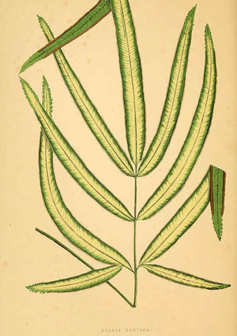 Reproducción/Reproduction 6306112522: Les plantes a feuillage coloré. v.1. Paris :Rothschild,1867-1870