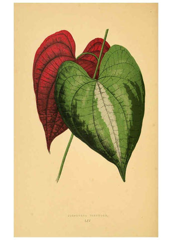 Reproducción/Reproduction 6306112736: Les plantes a feuillage coloré. v.1. Paris :Rothschild,1867-1870