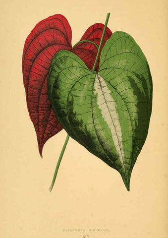 Reproducción/Reproduction 6306112736: Les plantes a feuillage coloré. v.1. Paris :Rothschild,1867-1870