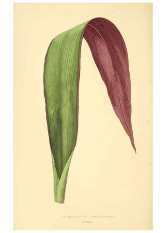 Reproducción/Reproduction 6306109670: Les plantes a feuillage coloré. v.1. Paris :Rothschild,1867-1870