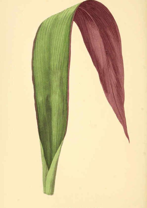 Reproducción/Reproduction 6306109670: Les plantes a feuillage coloré. v.1. Paris :Rothschild,1867-1870