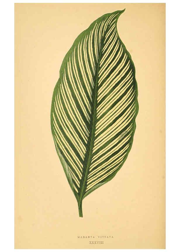 Reproducción/Reproduction 6306109476: Les plantes a feuillage coloré. v.1. Paris :Rothschild,1867-1870