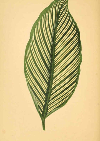 Reproducción/Reproduction 6306109476: Les plantes a feuillage coloré. v.1. Paris :Rothschild,1867-1870