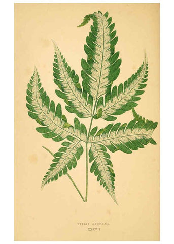Reproducción/Reproduction 6306109186: Les plantes a feuillage coloré. v.1. Paris :Rothschild,1867-1870