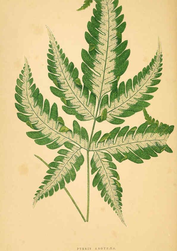 Reproducción/Reproduction 6306109186: Les plantes a feuillage coloré. v.1. Paris :Rothschild,1867-1870
