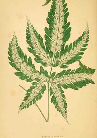 Reproducción/Reproduction 6306109186: Les plantes a feuillage coloré. v.1. Paris :Rothschild,1867-1870