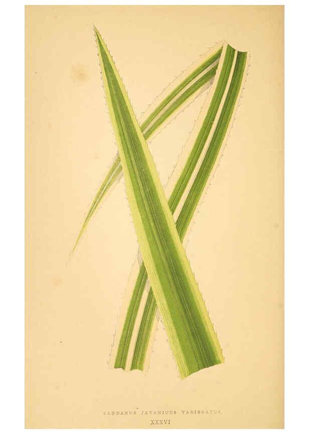 Reproducción/Reproduction 6306109020: Les plantes a feuillage coloré. v.1. Paris :Rothschild,1867-1870