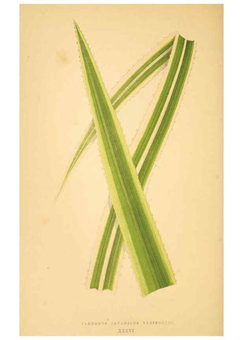 Reproducción/Reproduction 6306109020: Les plantes a feuillage coloré. v.1. Paris :Rothschild,1867-1870