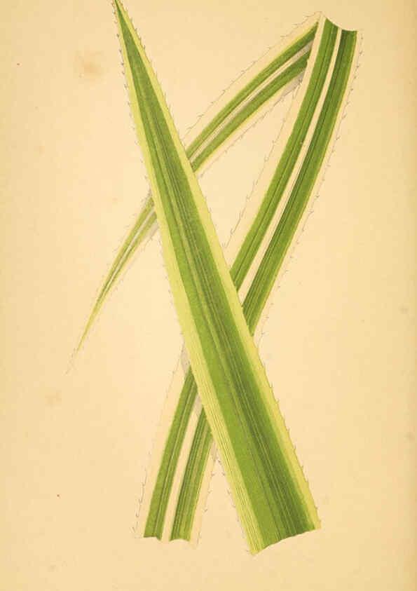 Reproducción/Reproduction 6306109020: Les plantes a feuillage coloré. v.1. Paris :Rothschild,1867-1870