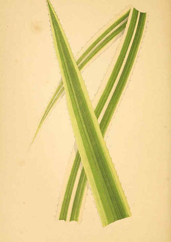 Reproducción/Reproduction 6306109020: Les plantes a feuillage coloré. v.1. Paris :Rothschild,1867-1870