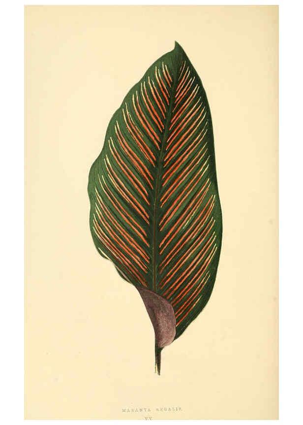 Reproducción/Reproduction 6305583413: Les plantes a feuillage coloré. v.1. Paris :Rothschild,1867-1870